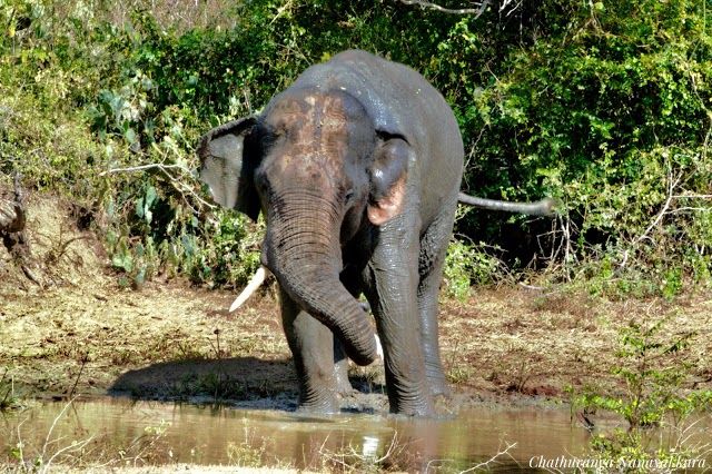 Yala National Park Sri Lanka